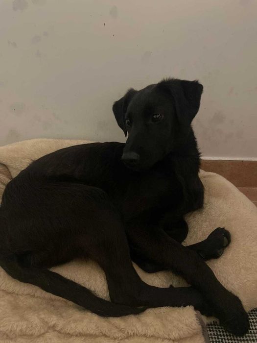 Bambi - Jovem para Adopção