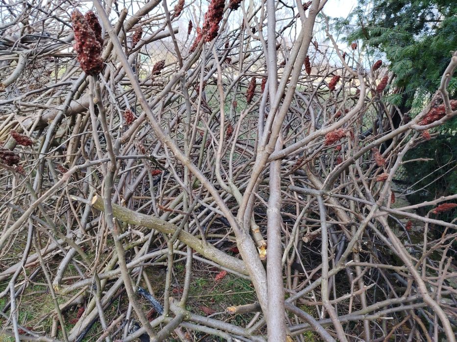 Gałęzie opał na zrębki czy pellet