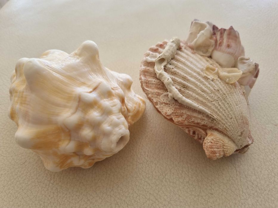 Conchas das caraíbas