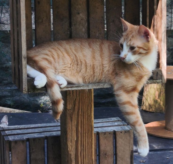 Simba, prawie jak ten filmowy