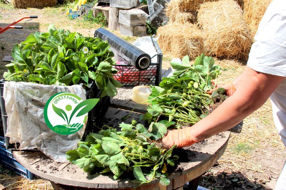 Полуниця копана і в стаканах, та горшках для дому сорт Загадка