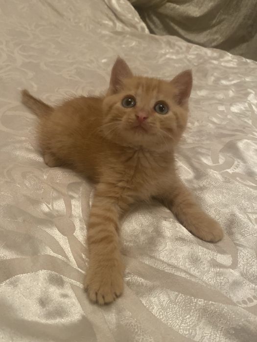 Спешите приобрести чудо