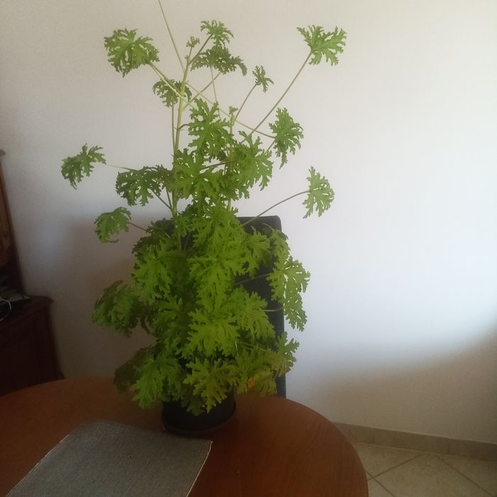 Geranium,anginka.