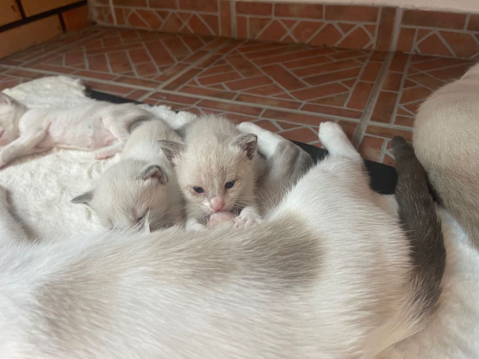 Gatinhos disponíveis
