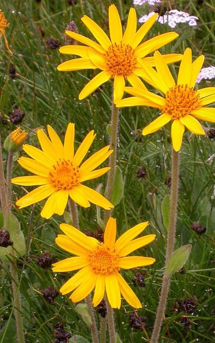 Продається Арніка сушена