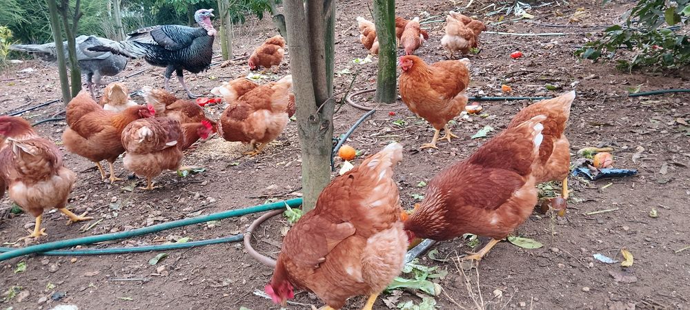 Ovos caseiros do dia