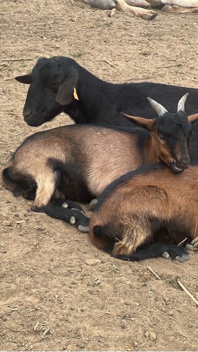 Vendo cabras prenhas e chibo manso