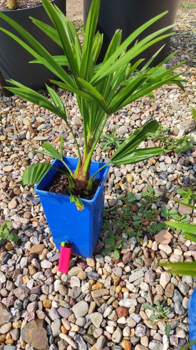 Zestaw palm mrozoodpornych Trachycarpus Bułgaria, Tesan, Wagnerianus.