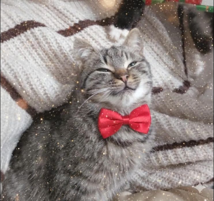 Лагідний Борька шукає родину