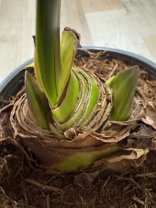 Гиппеаструм Red Peacock Амариллис Ред Пікок