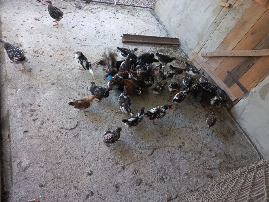 Курчата бентамки карликові чисто кровні (Американка)