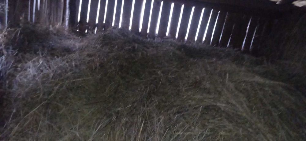 Продам сіно лугове ціна договірна