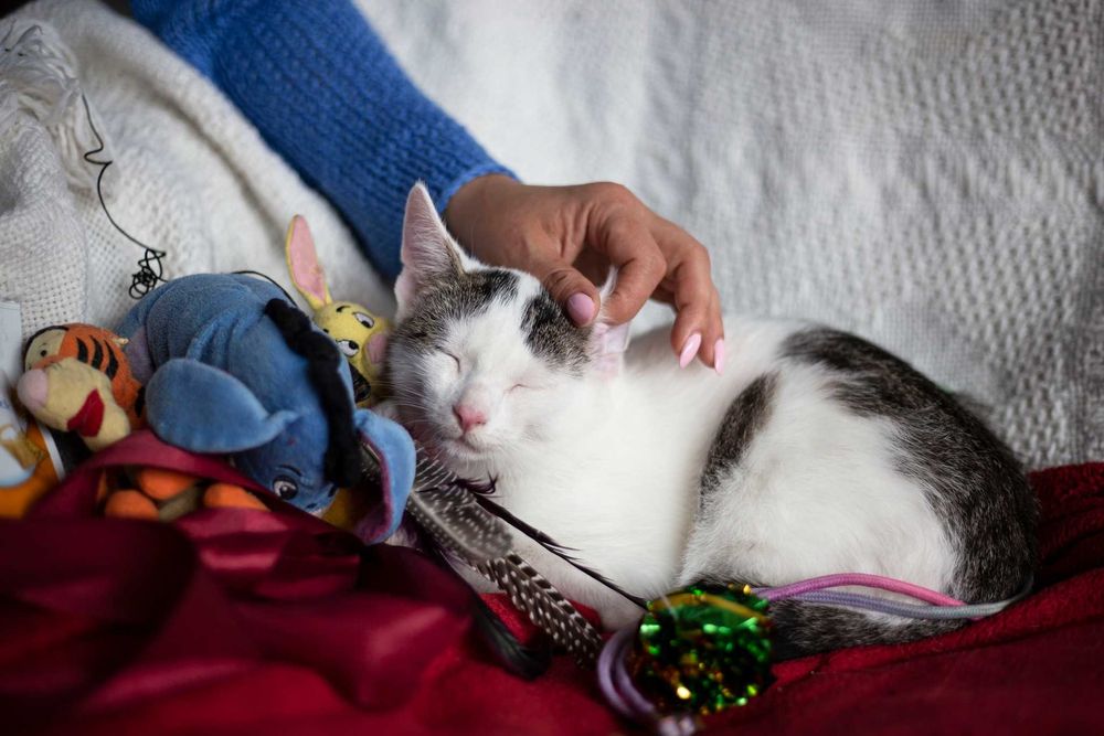 Dyzio szuka domu! Fundacja "Stawiamy na Łapy"