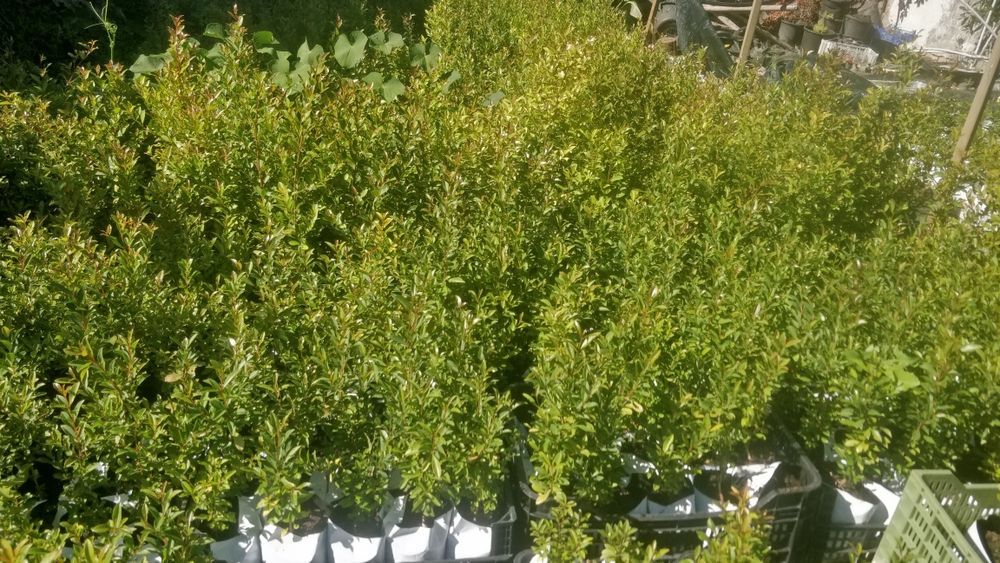 eugenia myrtifolia newport para sebe