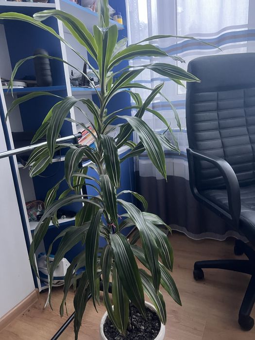 Кімнатна рослина ( вазон) Драцена