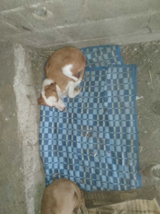 Olá boa noite veio por este meio a informar que este cachorro tá a dar