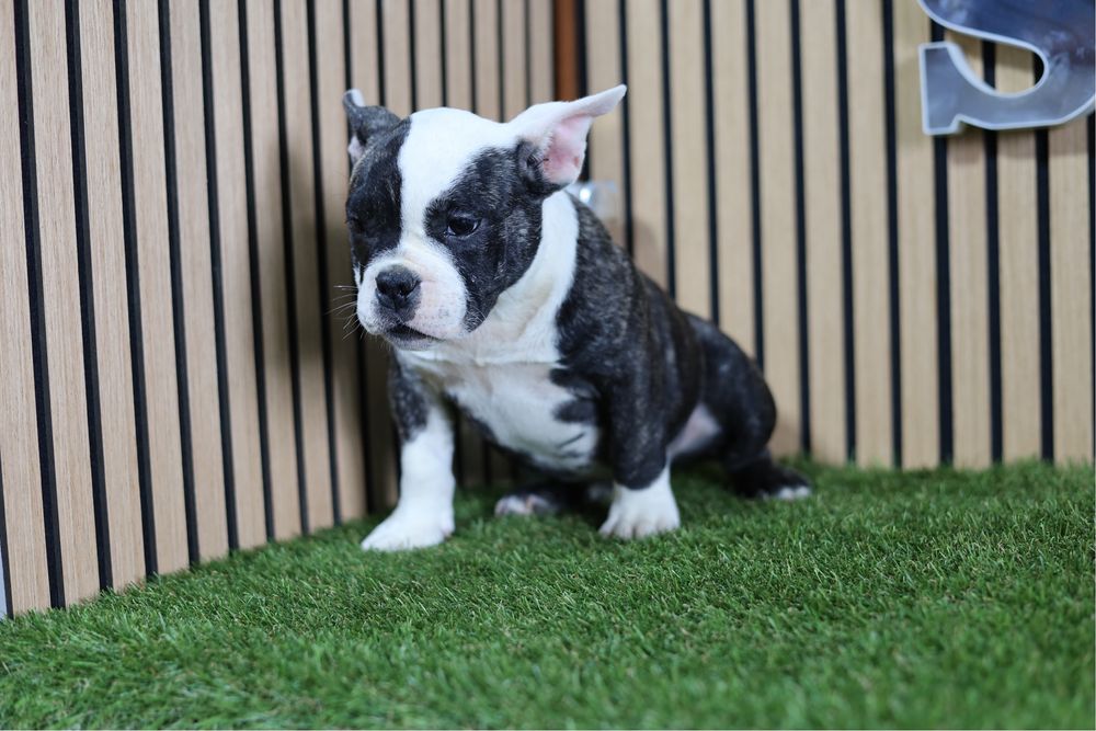 American bully mciro
