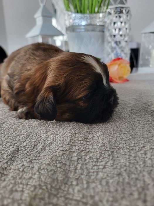 Chłopczyk shih tzu legalna Hodowla rodowód chip wyprawka