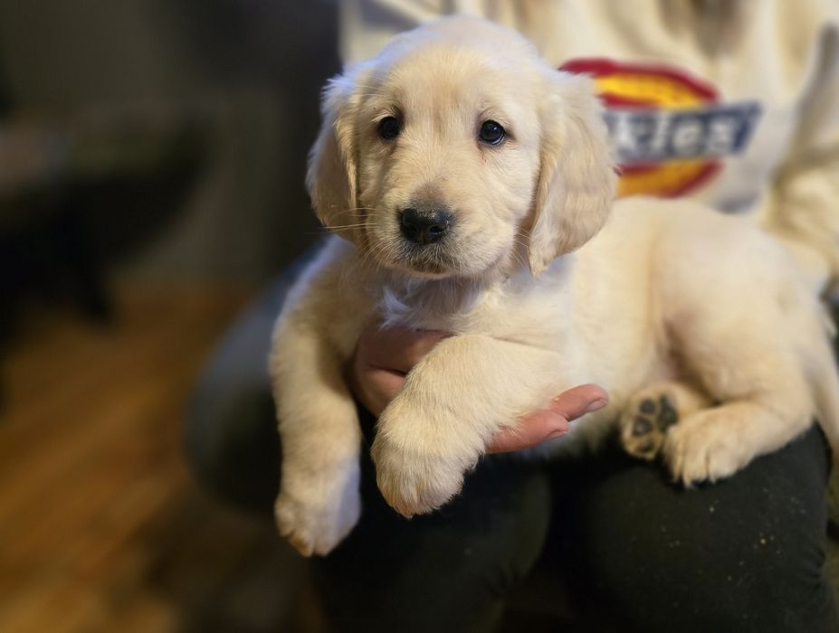 Golden retriever szczeniak