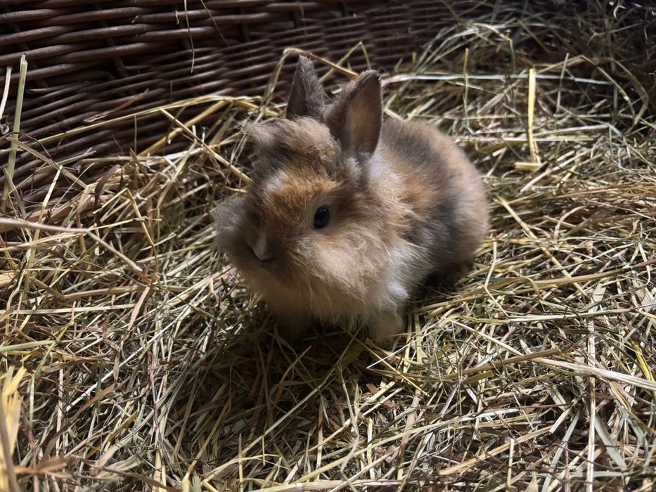 Króliczki miniaturki karzełek