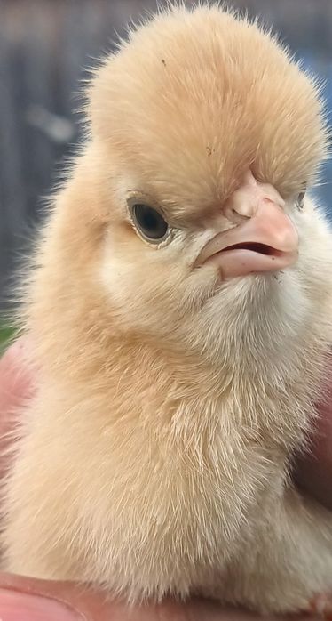 Інкубаційне яйце чубатих курей