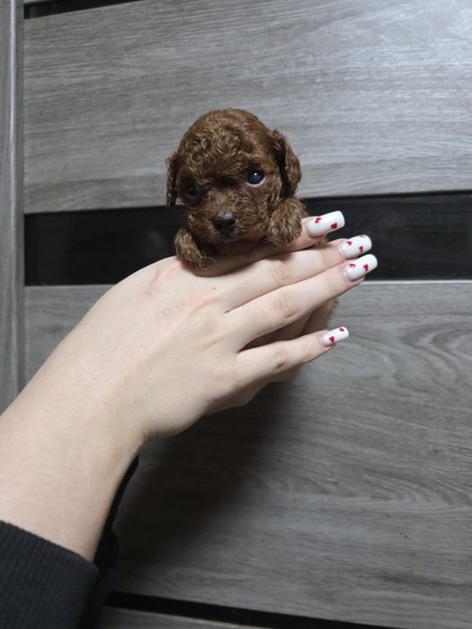 Пудель Ред Браун Тикап