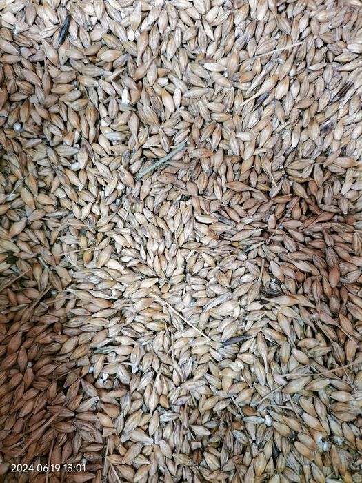 Sprzedam pszenicę i jęczmień