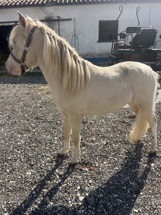 Ponei mini cavalinho fallabela