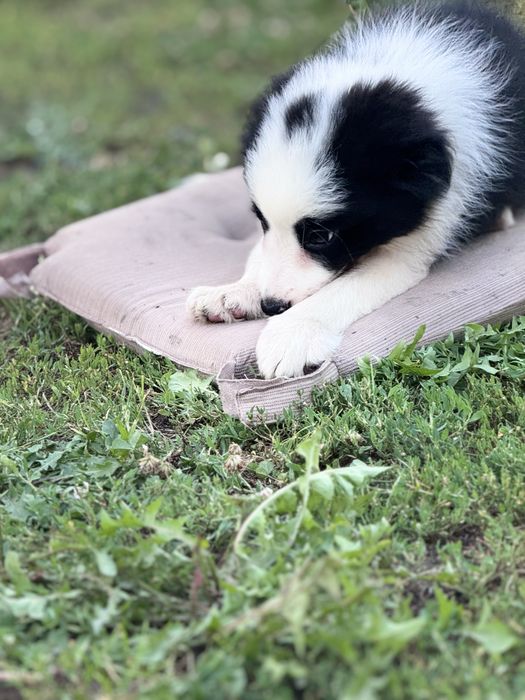 Czarno biale Border Collie piesek