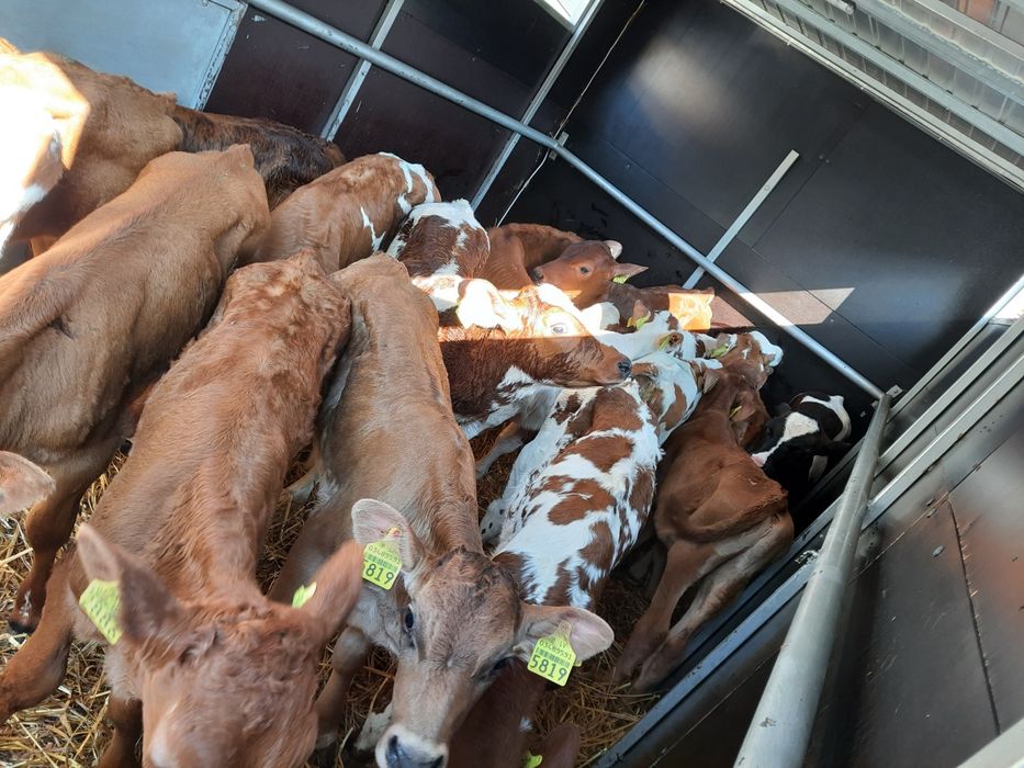 Byczki miesne Parysów