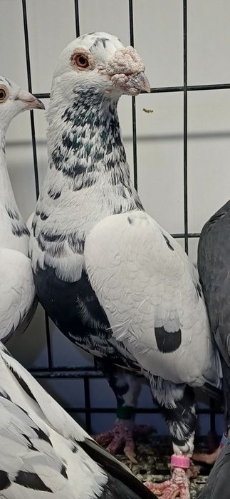 Gołębie Pocztowe tygrysy, mulemansy