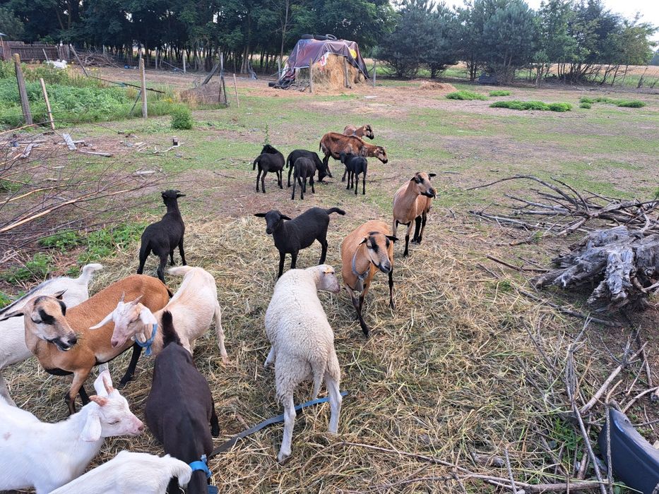 Sprzedam jagnięta owieczka i baranek mix kamerun dorper