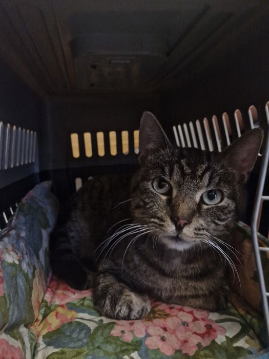 do adopcji kot FERDEK