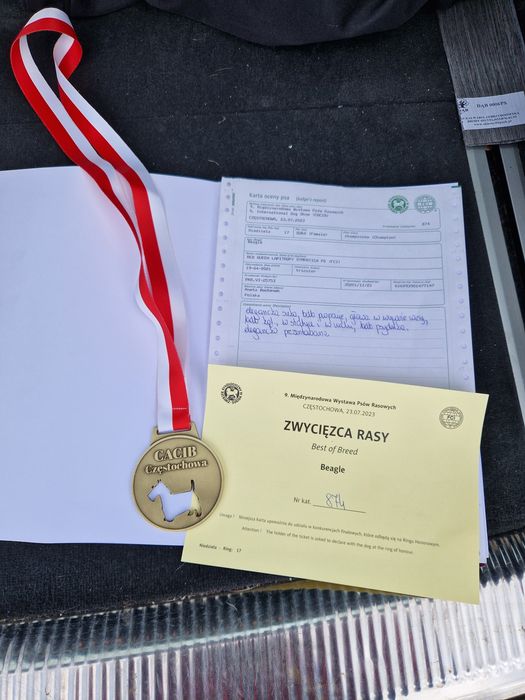 Suczka  Beagle- ZkwP/FCI *Po  Grand Championach* DNA ,Badania