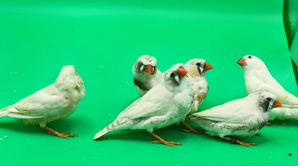 Zeberka zeberki samce 2025