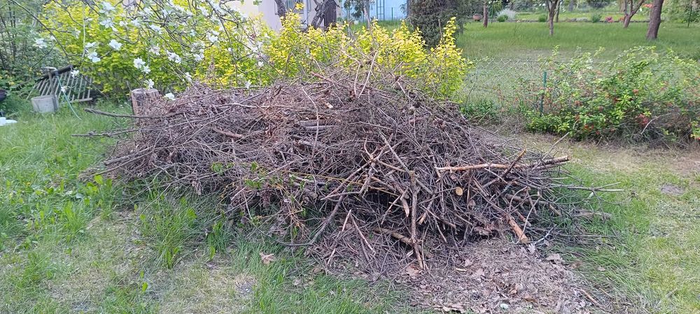 Oddam gałęzie po wycince drzew