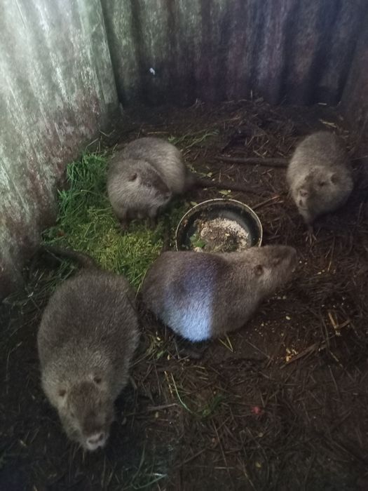 Продам молодих звірів 1,5-2,5місяці