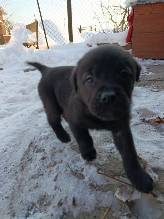 Віддам в хороші руки цуценя метіс лабрадора