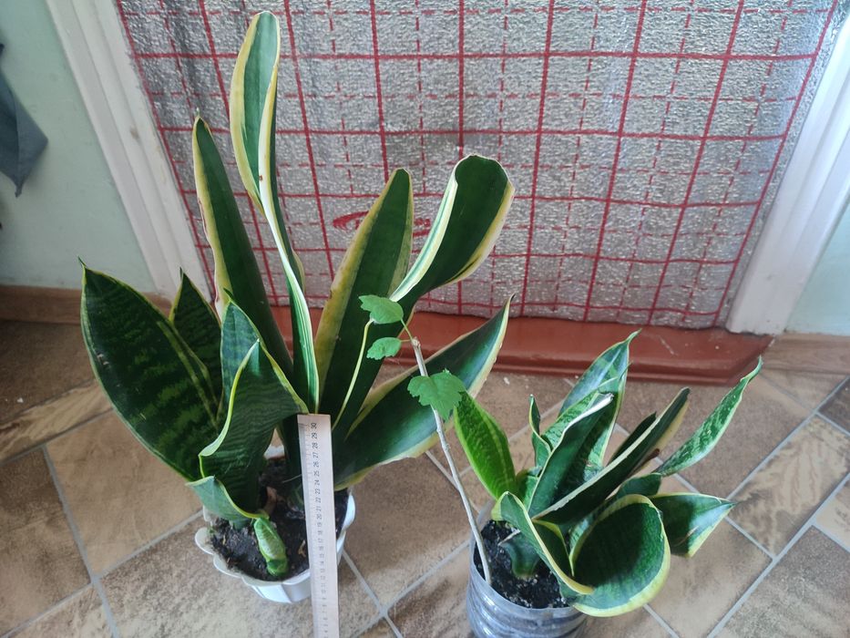 Сансевєрия , тешин язик та інші