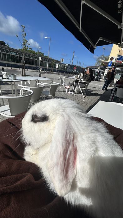Coelhos Lop adoção