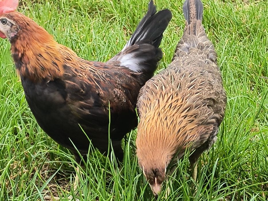 Kury zielononóżki młode nioski kurki zielononóżka