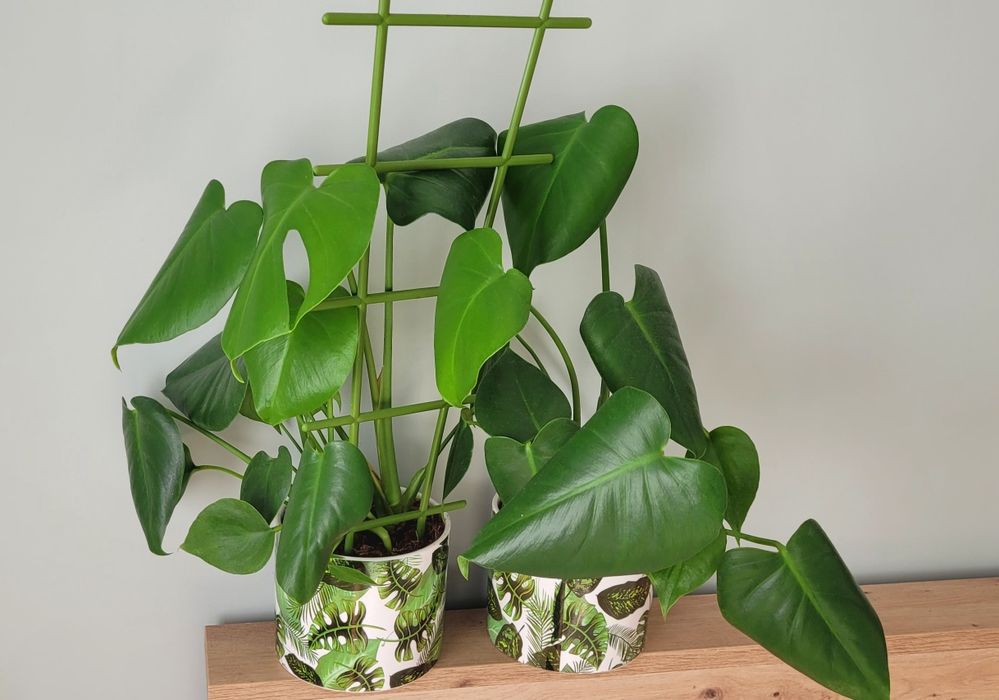 Monstera deliciosa cena za 2 szt plus doniczki Prudnik  OLX.pl