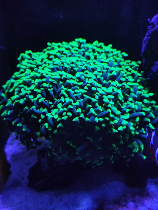 Euphyllia Paraancora