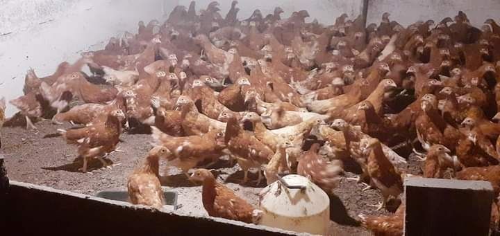 Kury nioski młode możliwość rozliczenia za zboże  15 tyg. kurki