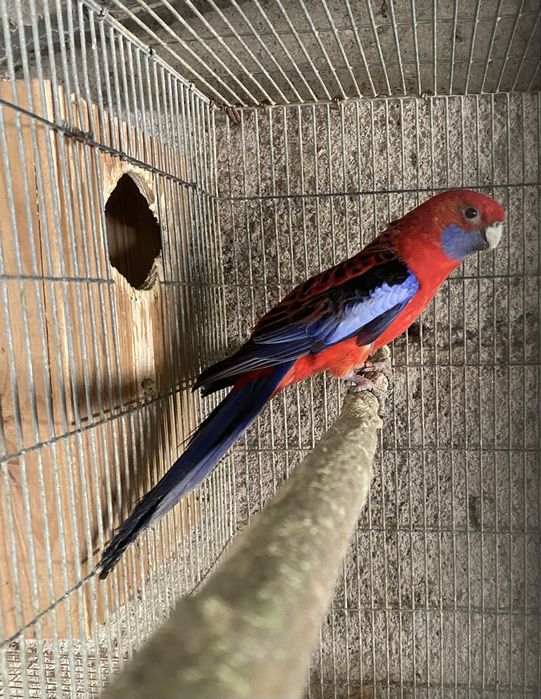 Rosela penante Macho de 2014