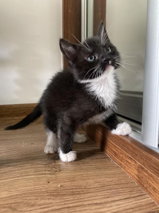 Małe kotki kociaki ze schroniska do adopcji