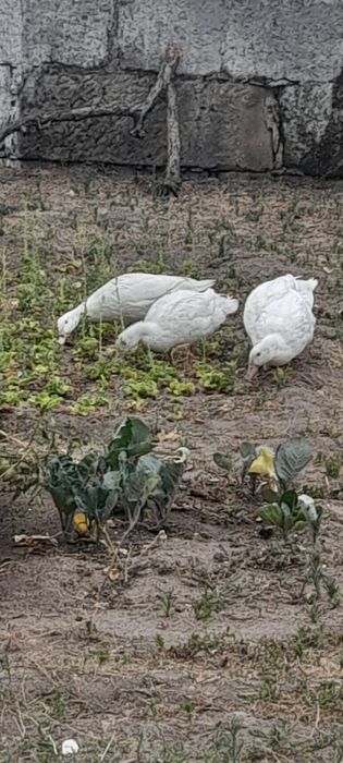 Patos Pequim Jovens