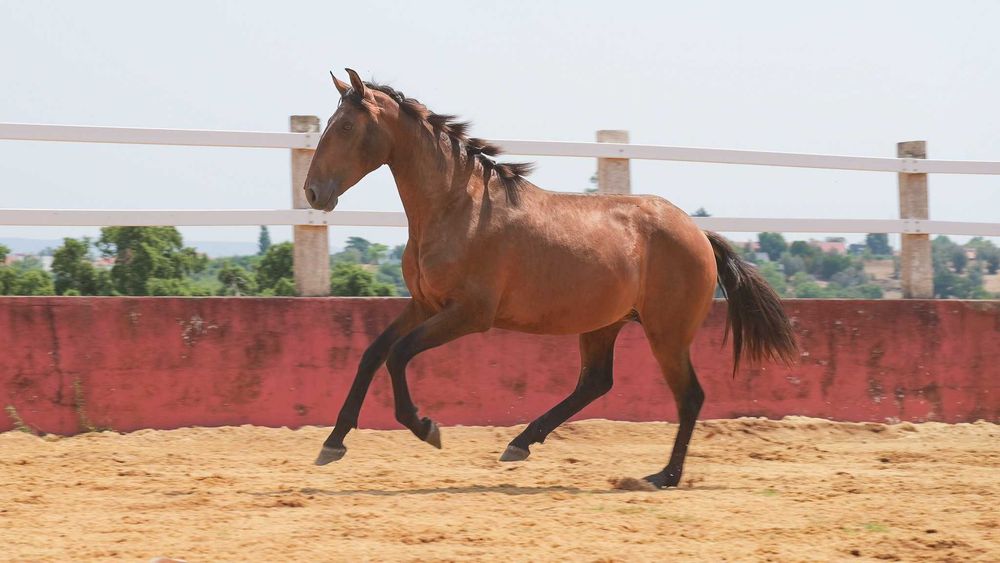 Poldro Lusitano 2 anos