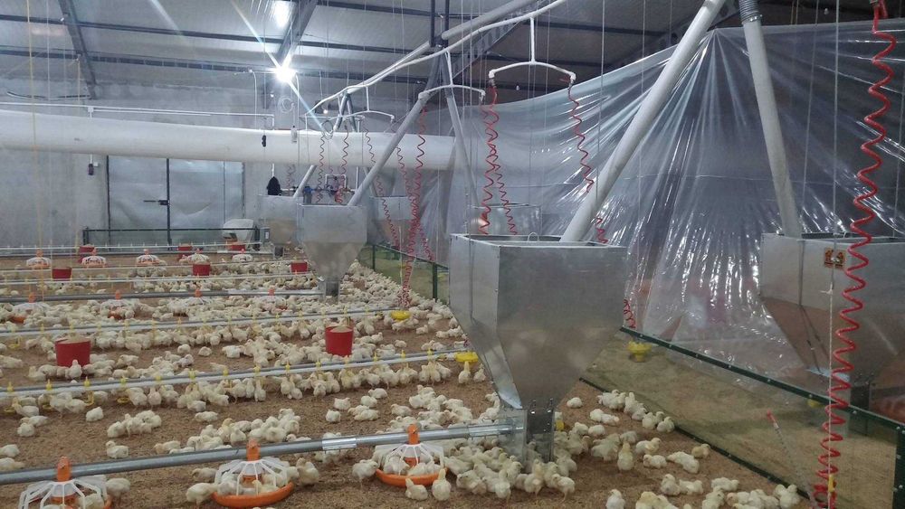 Обладнання для вирощування птиці підлогове та кліткове