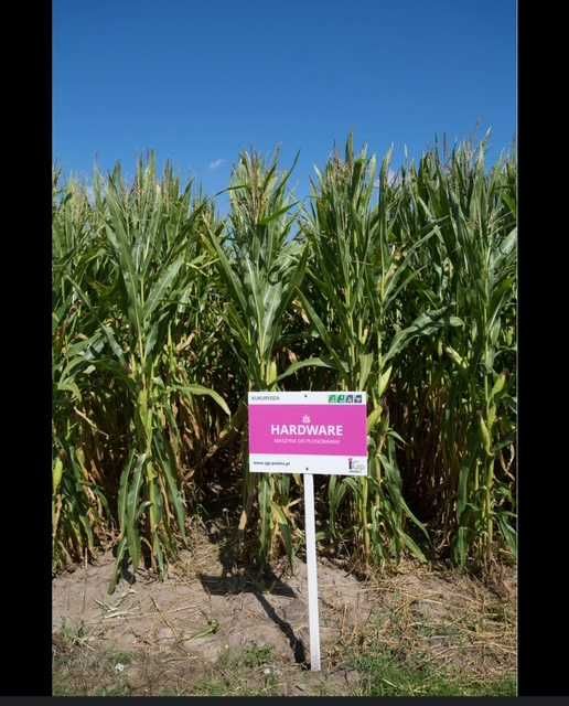 Kukurydza nasiona IGP HARDWARE Ismeri